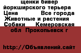 щенки бивер йоркширского терьера › Цена ­ 8 000 - Все города Животные и растения » Собаки   . Кемеровская обл.,Прокопьевск г.